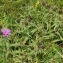  Liliane Roubaudi - Centaurea jacea subsp. nigra (L.) Bonnier & Layens [1894]