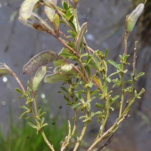 Photographie n°167275 du taxon Genista pilosa L. [1753]