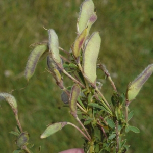 Photographie n°167276 du taxon Genista pilosa L. [1753]