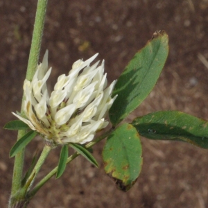 Photographie n°167278 du taxon Trifolium ochroleucon Huds. [1762]