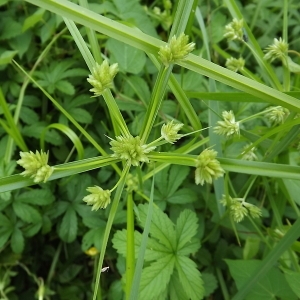 Photographie n°167305 du taxon Cyperus eragrostis Lam. [1791]