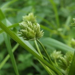 Photographie n°167307 du taxon Cyperus eragrostis Lam. [1791]