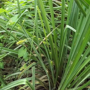 Photographie n°167320 du taxon Carex riparia Curtis [1783]