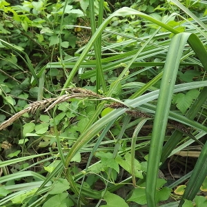 Photographie n°167321 du taxon Carex riparia Curtis [1783]