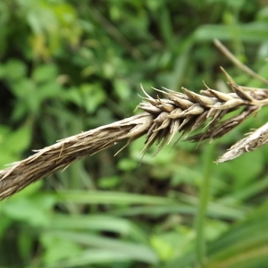 Photographie n°167322 du taxon Carex riparia Curtis [1783]