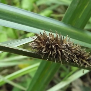 Photographie n°167325 du taxon Carex riparia Curtis [1783]