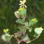  Liliane Roubaudi - Trifolium micranthum Viv. [1824]
