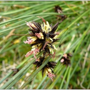 Photographie n°167368 du taxon Juncus jacquinii L. [1767]