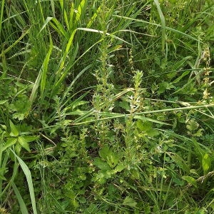 Photographie n°167427 du taxon Lythrum hyssopifolia L.