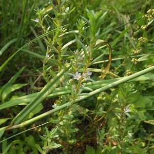 Photographie n°167428 du taxon Lythrum hyssopifolia L.