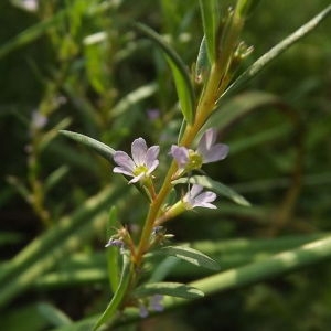 Photographie n°167429 du taxon Lythrum hyssopifolia L.