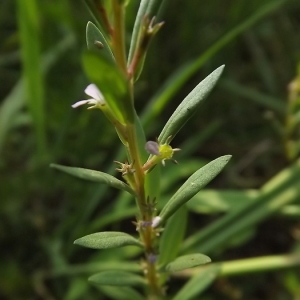 Photographie n°167432 du taxon Lythrum hyssopifolia L.