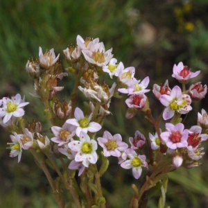 Photographie n°167466 du taxon Sedum villosum L.