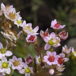 Photographie n°167467 du taxon Sedum villosum L.