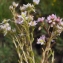  Liliane Roubaudi - Sedum villosum L.