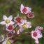  Liliane Roubaudi - Sedum villosum L.