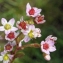  Liliane Roubaudi - Sedum villosum L.