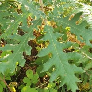 Photographie n°167480 du taxon Quercus toza Gillet ex Bosc [1792]