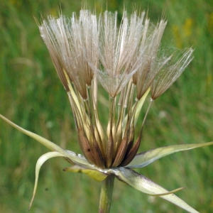 Photographie n°167482 du taxon Tragopogon pratensis L. [1753]