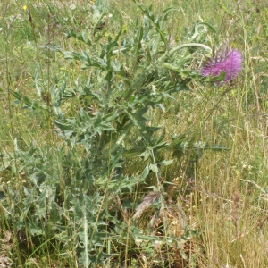 Photographie n°167485 du taxon Carduus nutans L. [1753]