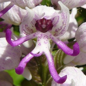  - Orchis simia Lam. [1779]