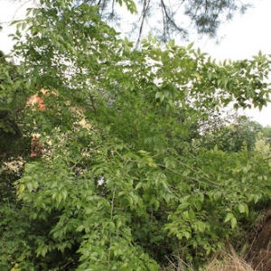 Photographie n°167500 du taxon Celtis australis L. [1753]