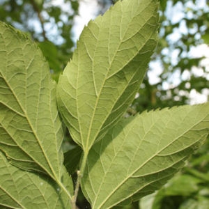 Photographie n°167502 du taxon Celtis australis L. [1753]