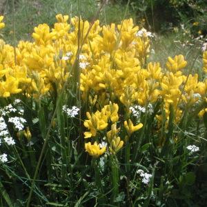 Photographie n°167527 du taxon Genista sagittalis L.