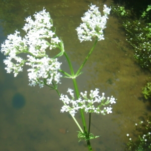 Aegopodium sp.