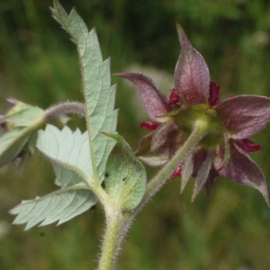 Photographie n°167559 du taxon Potentilla palustris (L.) Scop. [1771]