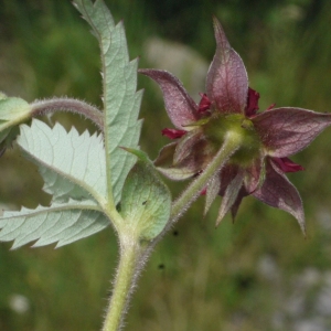 Photographie n°167560 du taxon Potentilla palustris (L.) Scop. [1771]