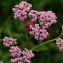  Marc Chouillou - Achillea millefolium subsp. millefolium