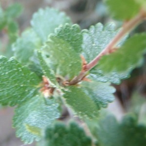 Photographie n°167571 du taxon Betula nana L. [1753]