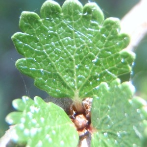 Photographie n°167573 du taxon Betula nana L. [1753]