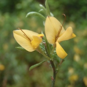 Photographie n°167591 du taxon Genista pilosa L. [1753]