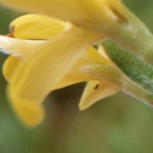 Photographie n°167596 du taxon Genista pilosa L. [1753]