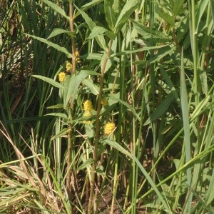 Photographie n°167597 du taxon Lysimachia thyrsiflora L. [1753]