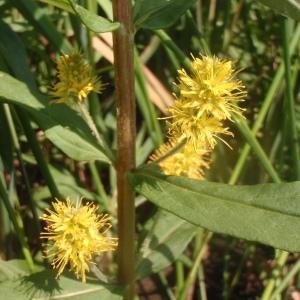 Photographie n°167598 du taxon Lysimachia thyrsiflora L. [1753]