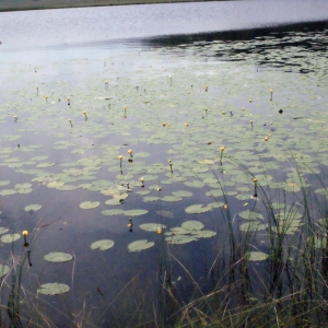 Photographie n°167605 du taxon Nuphar lutea (L.) Sm. [1809]