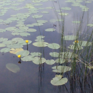 Photographie n°167608 du taxon Nuphar lutea (L.) Sm. [1809]