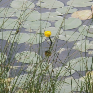 Photographie n°167611 du taxon Nuphar lutea (L.) Sm. [1809]