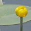  Liliane Roubaudi - Nuphar lutea (L.) Sm. [1809]