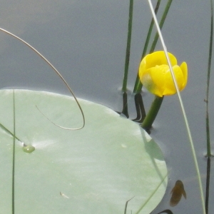 Photographie n°167614 du taxon Nuphar lutea (L.) Sm. [1809]