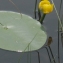  Liliane Roubaudi - Nuphar lutea (L.) Sm. [1809]