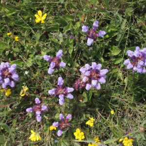 Photographie n°167616 du taxon Prunella grandiflora (L.) Schöller [1775]