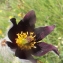  Liliane Roubaudi - Pulsatilla rubra var. rubra