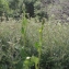  Liliane Roubaudi - Ligularia sibirica (L.) Cass. [1823]