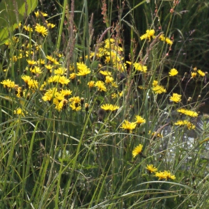 Photographie n°167654 du taxon Crepis paludosa (L.) Moench [1794]