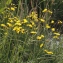  Liliane Roubaudi - Crepis paludosa (L.) Moench [1794]