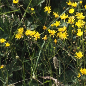 Photographie n°167655 du taxon Crepis paludosa (L.) Moench [1794]